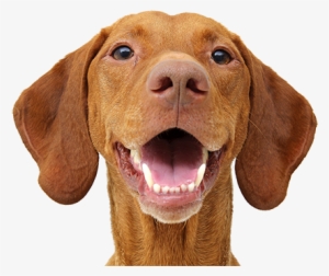 Brown Dog - Png Vizsla Transparancy
