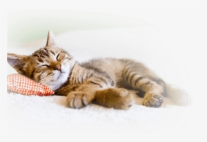 Hif Pet Insurance Benefits