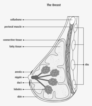Diagram Of Side View Cross-section Of The Breast - Breast Cancer Diagram Black And White