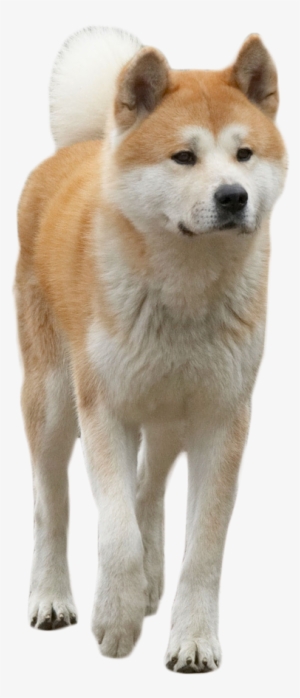 Hachiko The Dog Png Image - Hachiko A Dog's Story