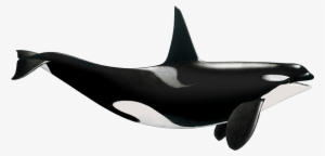 Tethys Research Institute - Killer Whale