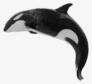By Orca Web Design - Killer Whale Png
