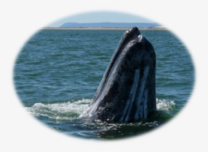 Visit The Gray Whales Of Baja's San Ignacio Lagoon - Humpback Whale