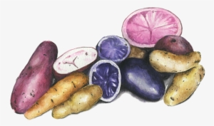 Potatoes - Massachusetts