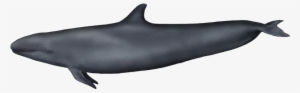 False Killer Whale - False Killer Whale Chest