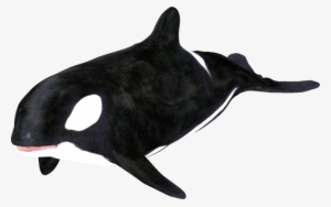 Orca Clip Art - Killer Whale