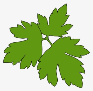 Ranunculus Acris - Meadow Buttercup