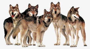 Pack Of Wolves Transparent Images