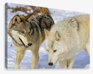 Members Of Wolf Pack Canvas Print - Posterazzi Members Of Wolf Pack Posterprint 34.00 X