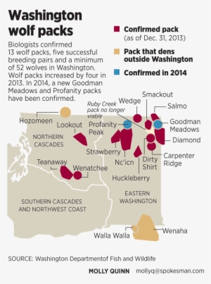 Washington Wolf Packs Continue To Evolve - Cougar Stevens County Washington