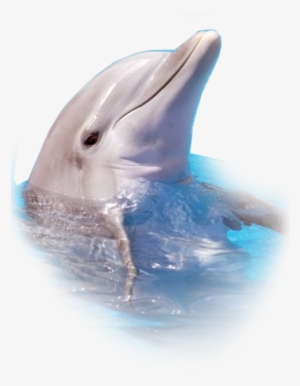 Dolphins Logo 2014 Png Download - Dolphin Puss