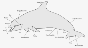Anatomy Of A Dolphin Dolphin Anatomy Illustration - Dolphin Fins