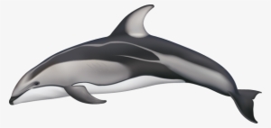 Drawn Dolphins Pacific White Sided Dolphin - Pacific White Sided Dolphin Drawing