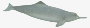 Dolphins Clipart Baiji - Chinese White Dolphin Png