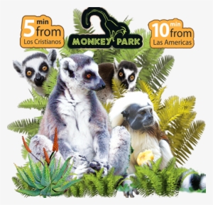 Monkey Park Tenerife - Monkey Park Los Cristianos