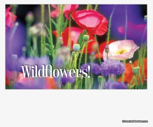 Wildflowers Seed Postcard - Poppy