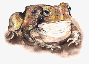 Grenouilles,frog,tube - Eastern Spadefoot