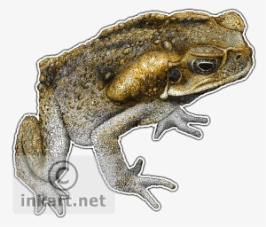 Cane Toad Decal - Cane Toad With Transparent