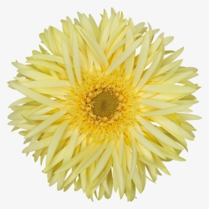 High Resolution Image, Download File - Chrysanths
