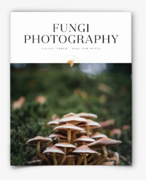 Cover Page Of Fungi Photography Lesson Plan - Mushroom