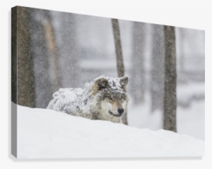 Grey Wolf During A Snow Storm - Posterazzi Dpi12304040 Grey Wo