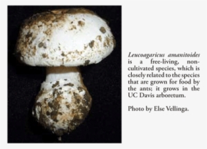 Of Course, Only A Small Set Of Enzymes Have Been Tested, - Leucoagaricus Gongylophorus