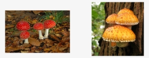 Fungi Is A Type Of Microorganism - 5 Reinos Con Nombres