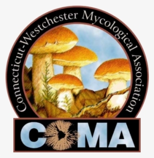 Coma Members Lead Mushroom Walks In Westchester County, - Edible Mushrooms In Connecticut