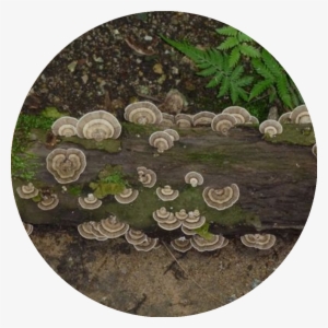 Circle