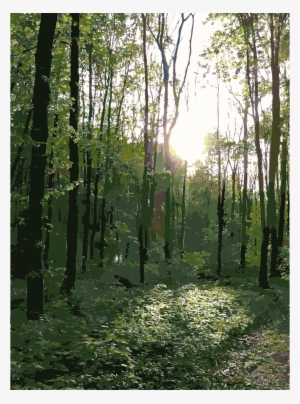 Big Image - Transparent Image Of Forest