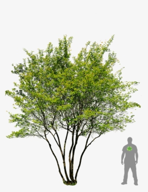 Go To Image - Prunus Png