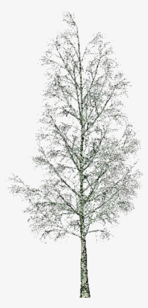 3d Trees - Birch - Software