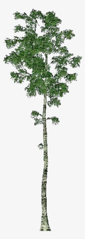 3d Trees - Birch - Pond Pine