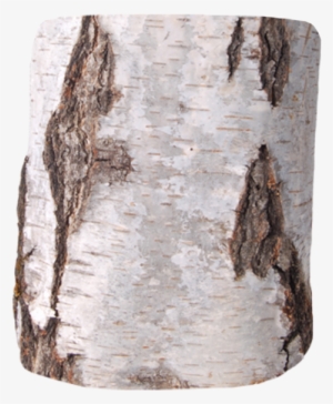 Birch Art - Nr - 1130 - - Hand