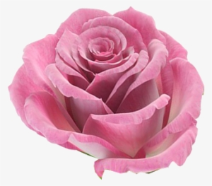 Rosa ,en Formato Png - Flower