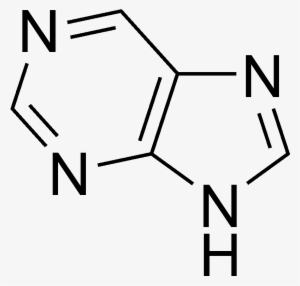 Purine Structure - 4 Hydroxy 5 Methyl 3 2h )- Furanone