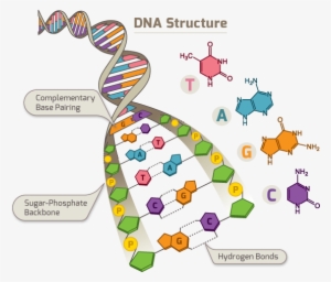 What Is Dna - Dna Structure Pentose Sugar