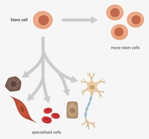 What Is A Stem Cell - Stem Cells And Specialised Cells