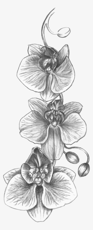 This Free Icons Png Design Of Orchid Sketch