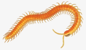 Centipede Png