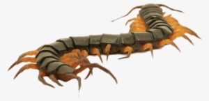 Close Up Of A Brown Centipede - Close Up On Centipede