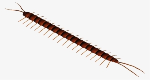 Amazonian Giant Centipede - Millipedes