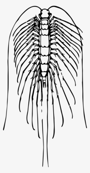 Centipedes Spider Drawing Millipedes Scolopendra - Vektor Lipan