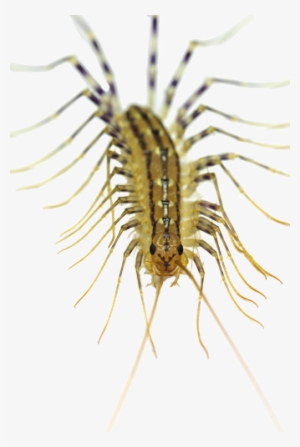 Centipede - Types Of Millipedes In Ontario