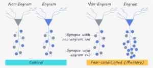 Iengram - Engram Cells