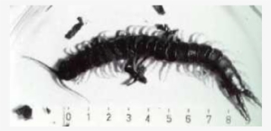 Australian Centipede - Firebrat