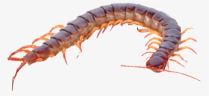 Centipede Freetoedit - Hundred Legs