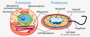 cellular clipart eukaryotic cell - diagram of eukaryotic and prokaryotic cell