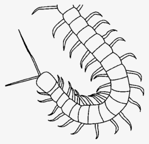 Centipede Coloring Pages