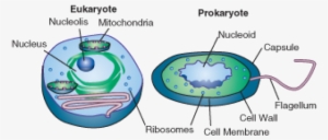 Prokaryotic And Eukaryotic Cells Simple